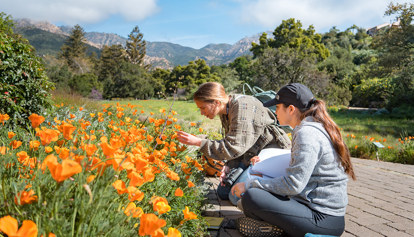 Students examining poppies on a field trip